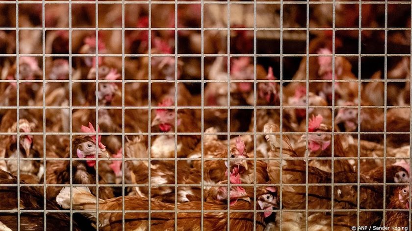 Australië bevestigt eerste geval van H5N1-vogelgriep