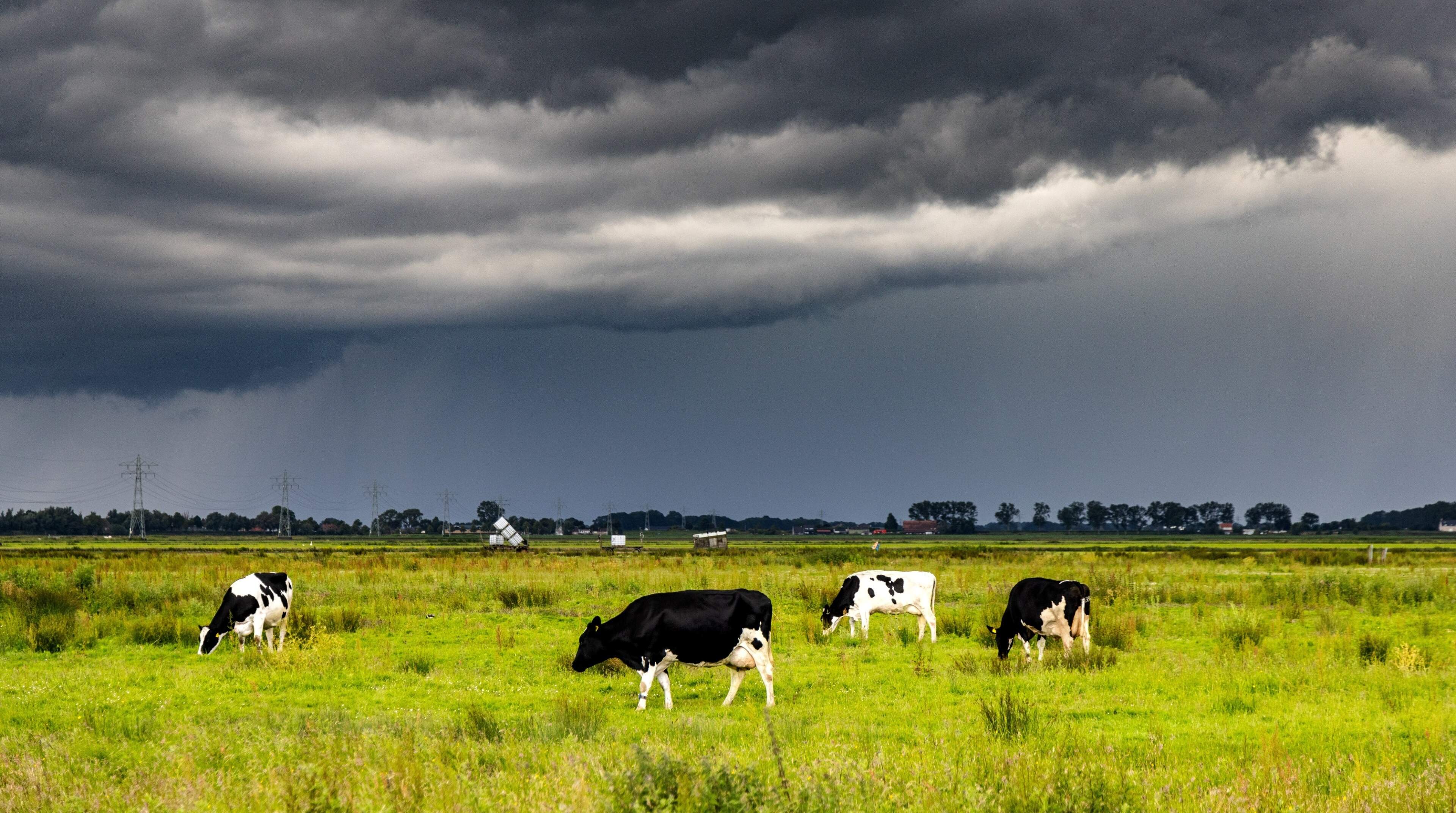 Ingrijpende stikstofplannen kabinet raken Limburgse boeren hard