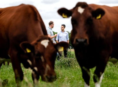 Stikstofplannen uitgelekt: minder koeien en strengere maatregelen rond natuurgebieden