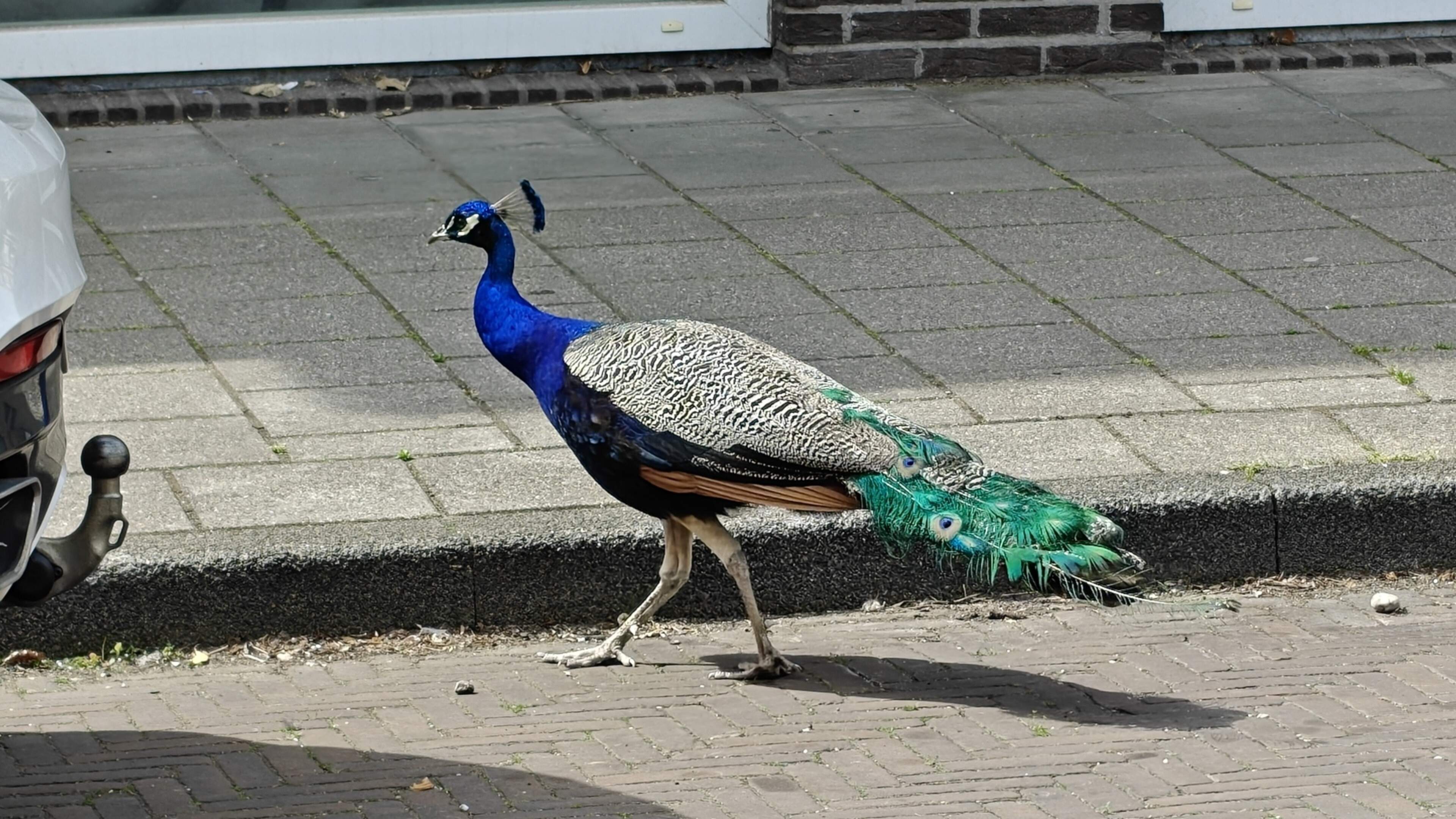 Pauwen komen niet meer terug naar Hertenkamp Bloemendaal. ’Ze zijn te ver om hun instinct - terug naar huis - te kunnen volgen’