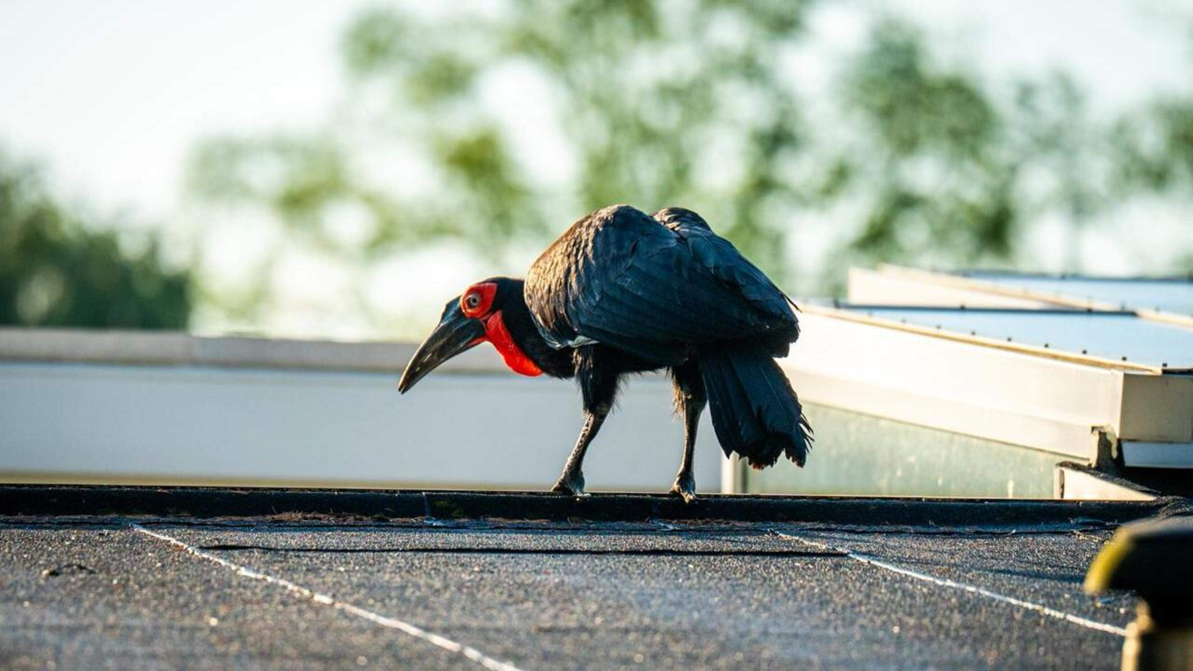 Opvallende vogel op daken van huizen: zuidelijke hoornraaf vermaakt zich buiten het park