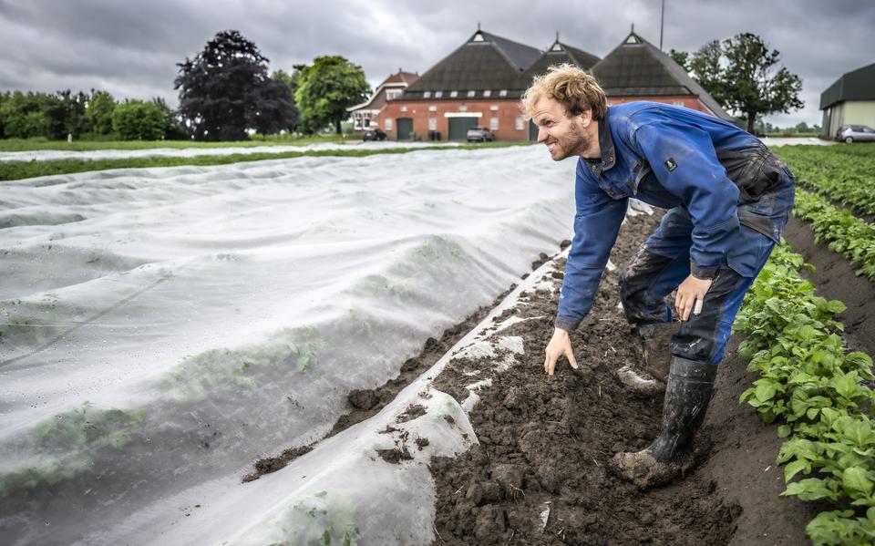 Boeren in Noord-Groningen zetten gaas in tegen luizen. Berjan: ‘Er is geen enkel ander middel waarmee we dit resultaat halen’