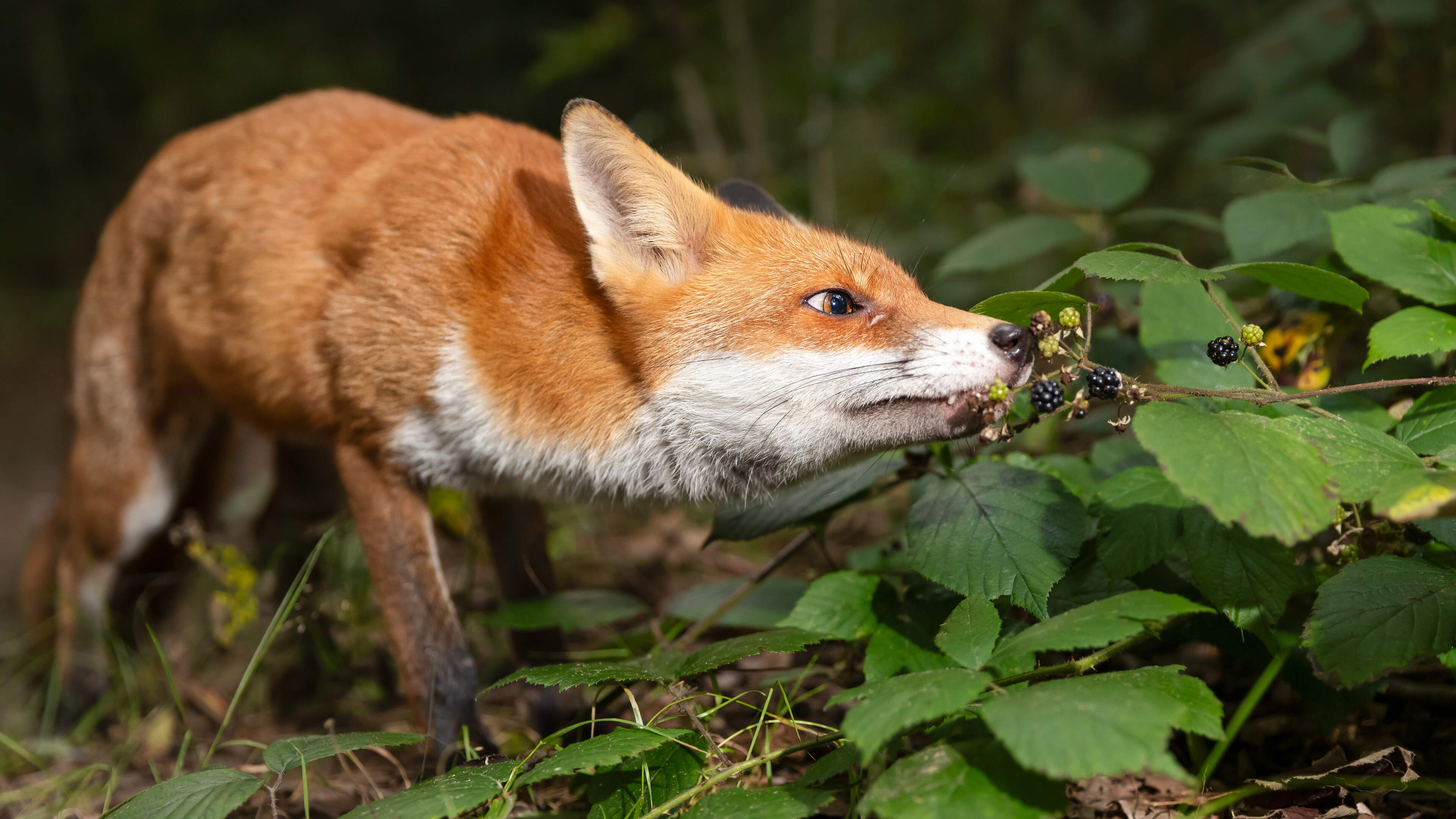 Grootscheeps onderzoek naar verspreiding vossenlintworm in Limburg: ‘Bij een besmet persoon kan ernstige leverschade ontstaan’