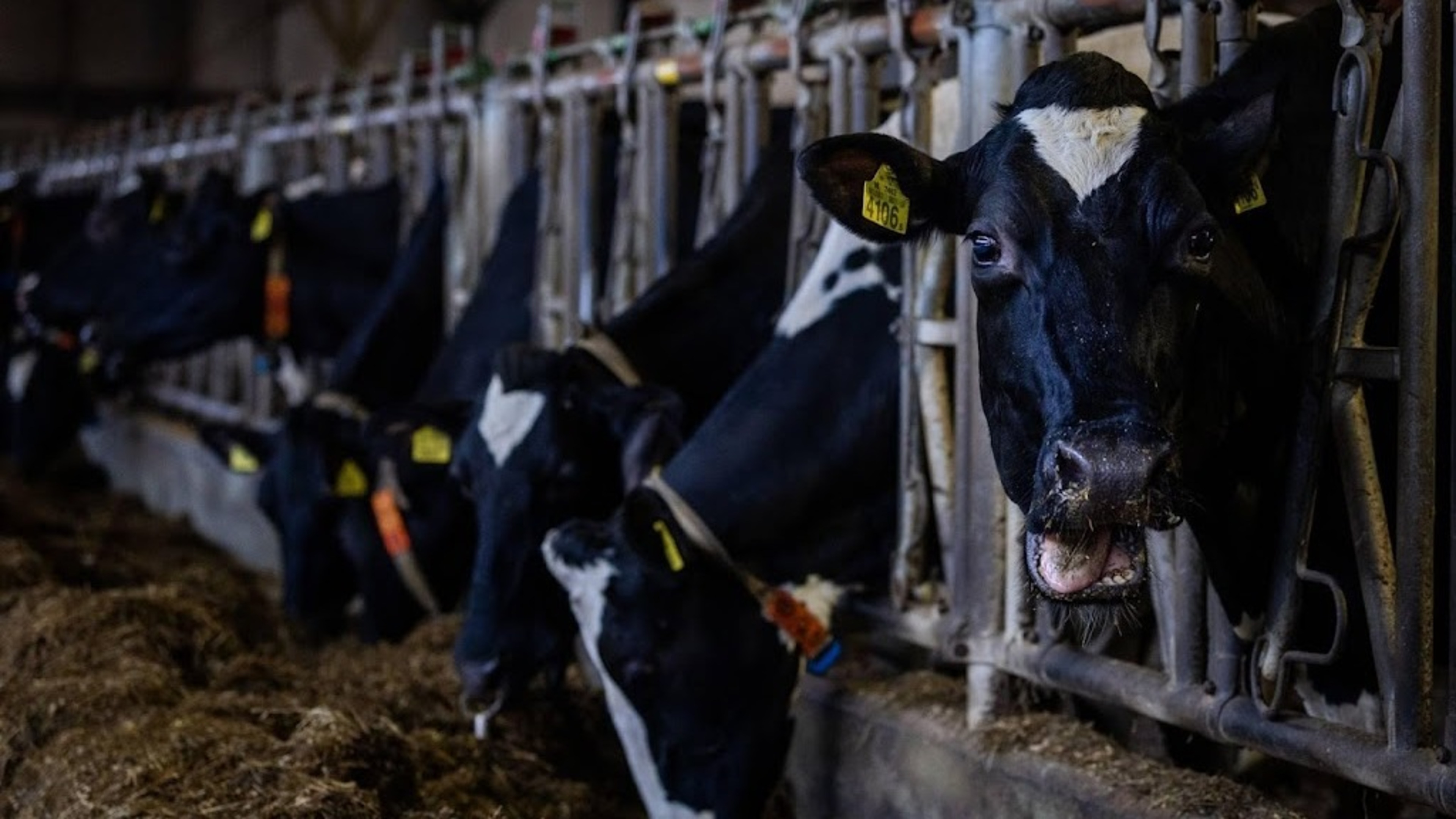 Boetes voor bedrijven die dieren mishandelen 40 procent hoger