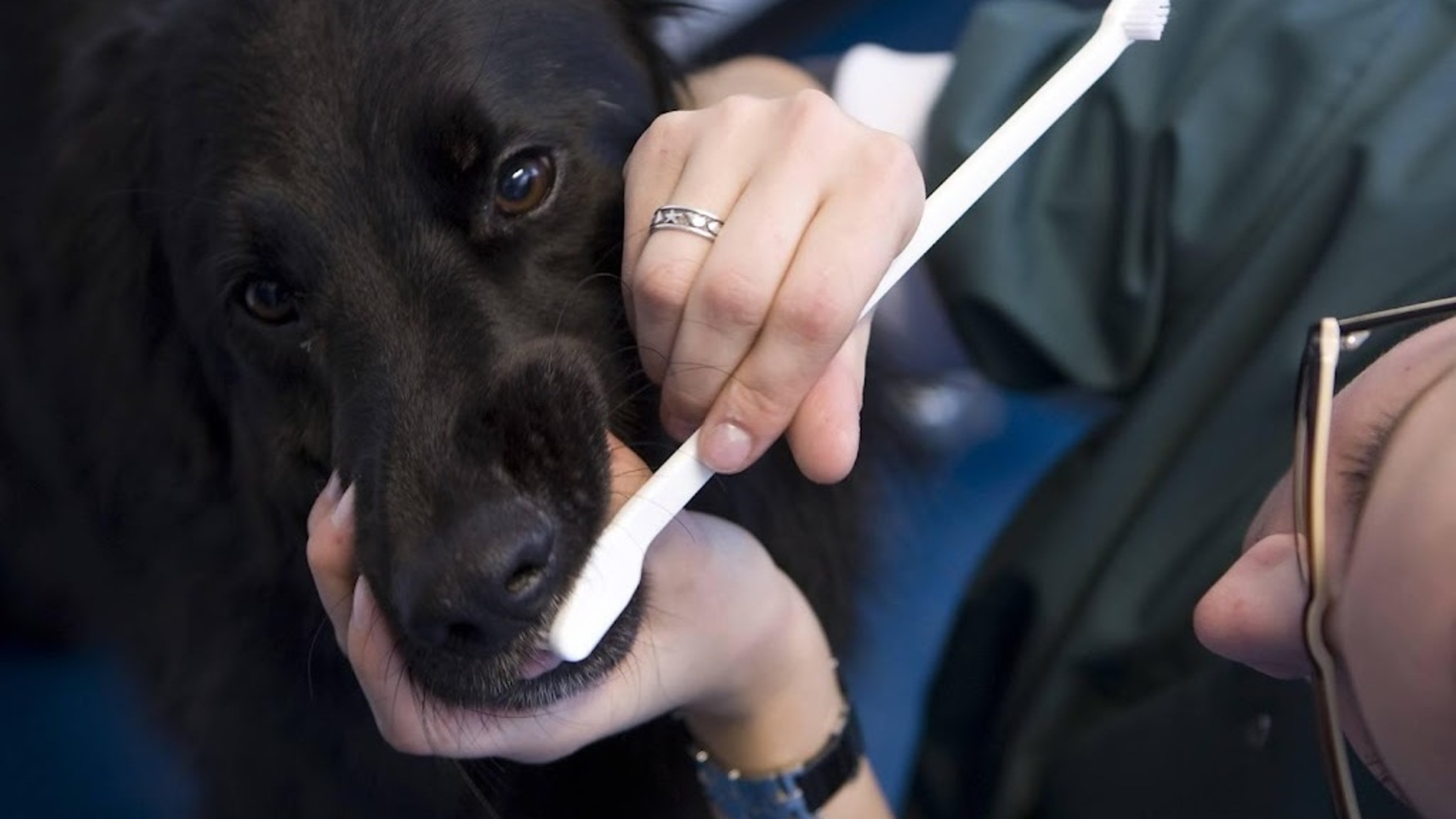 Wet in de maak tegen hoge prijzen en overbehandeling dierenarts