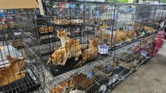 Hundreds of cats stolen for food in Vietnam rescued by police