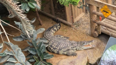 Zoo worker jumped into crocodile enclosure to save injured boy, BBC told