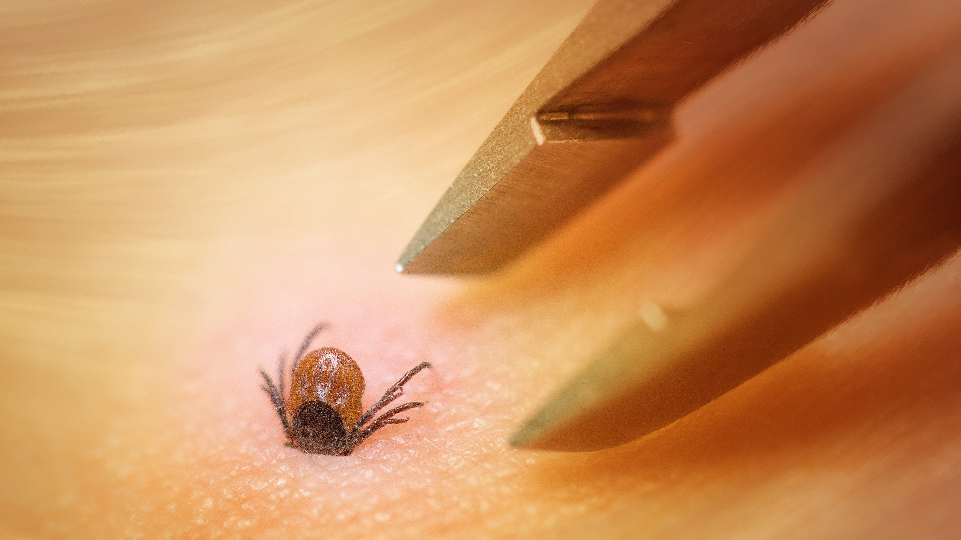 Hitte, muggen, pollen, ozon, straling: een nog warmer Limburg zorgt mogelijk voor een ‘duizelingwekkende’ oversterfte