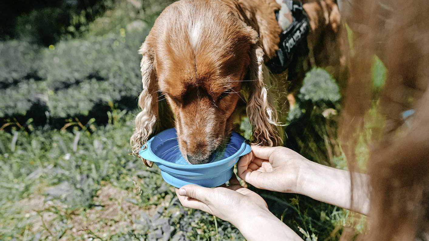 Hoe houdt je hond of kat het vol in deze bloedhitte? Zo bescherm je jouw huisdier