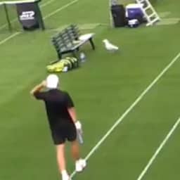 Video | Brutale meeuw pikt banaan van tennisser tijdens wedstrijd in Dublin