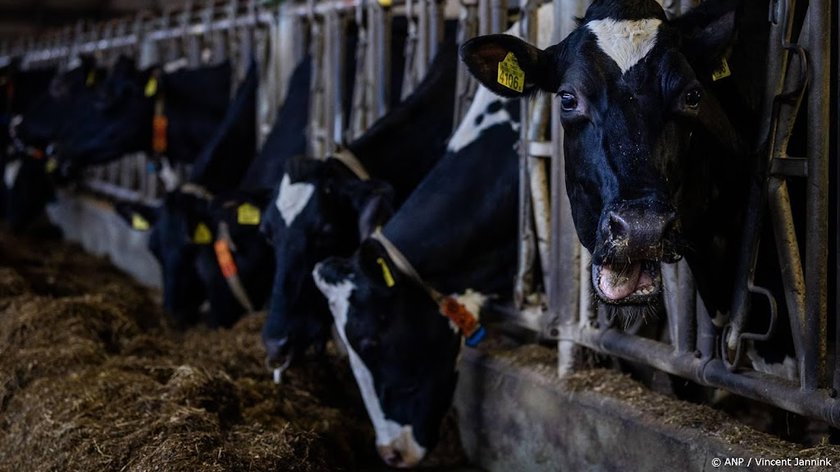 Boetes voor bedrijven die dieren mishandelen 40 procent hoger