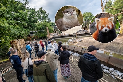Straf voor ZooParc Overloon: rode panda’s en kleinklauwotters zitten in verblijven die niet aan eisen voldoen