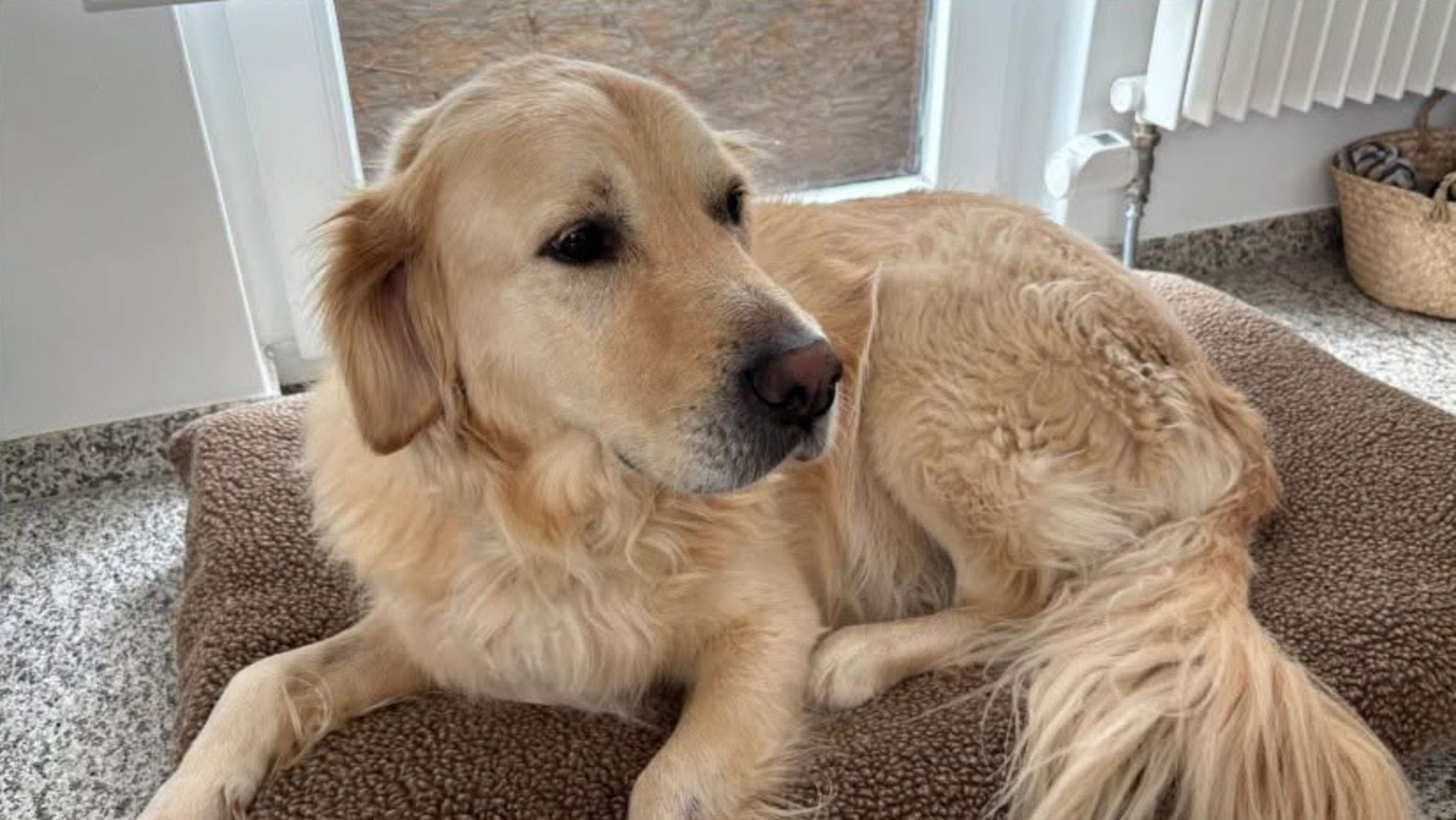 Onderzoek naar verdachte omstandigheden rond dood gevonden retriever Amigo (5) uit Landgraaf, felle reacties op sociale media