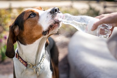 Ook je huisdier kan last hebben van hitte: dit heeft je hond, kat of konijn nodig