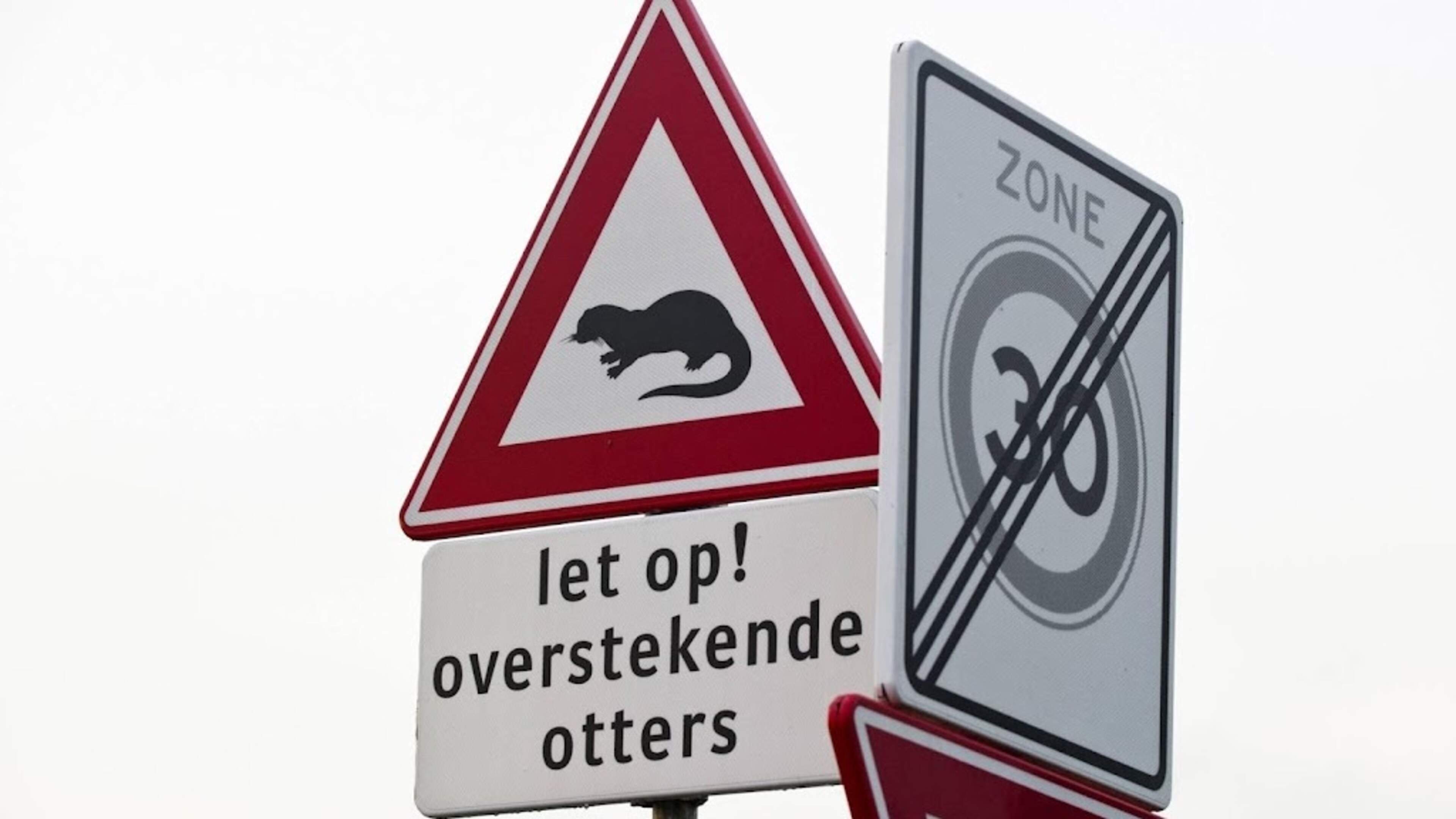 Otter gespot in Heemskerk? Dat blijft nog een vraag, maar als het aan wethouder ’Piet Otter’ ligt, brengen wildcamera’s uitsluitsel: ’Dit zou het allerleukste afscheidscadeau zijn’