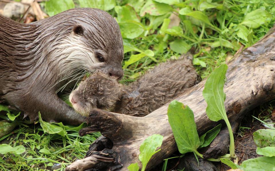 Aziatische dwergotters zijn de kleinste ottersoort ter wereld | Wildlands Foto van de Week