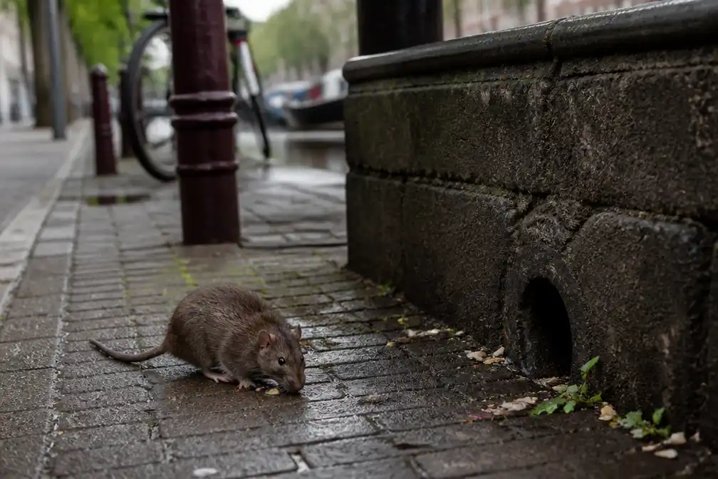 Nederland gebukt onder rattenplagen, meldingen van opmars stapelen zich op