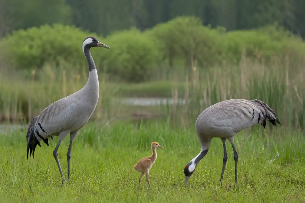 Kraanvogeljong grootgebracht in Vallei van de Zwarte Beek in Beringen