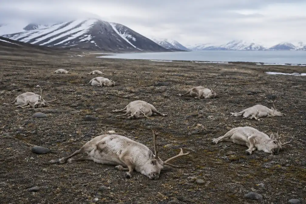 Dertien dode rendieren op Spitsbergen stellen onderzoekers voor raadsel