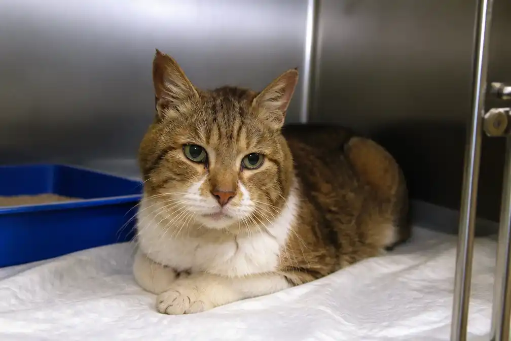Kater Mozart na 17 jaar vermissing teruggevonden dankzij bosbranden Bordeaux