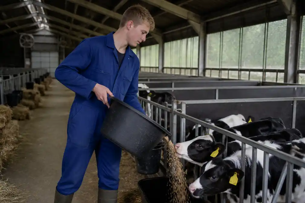 Invalboer Jurre Ensink (18) draait in Rossum een week de boerderij van Jan