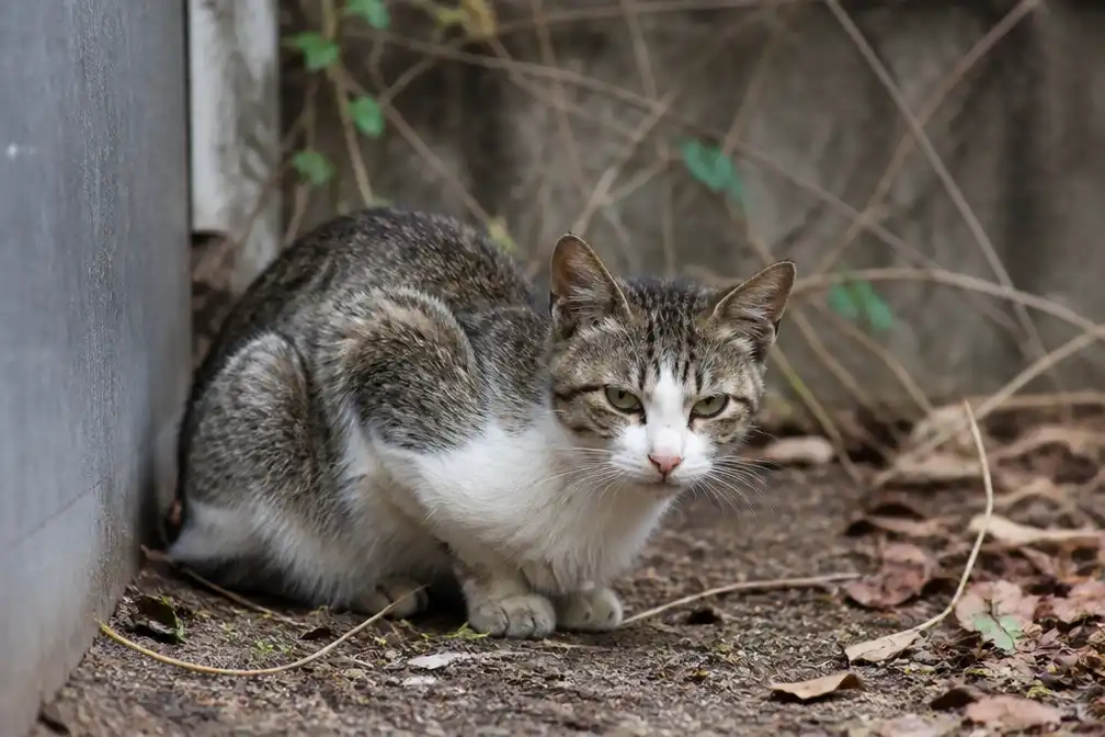 Overijssel overweegt afschieten zwerfkatten; dierenorganisaties fel tegen