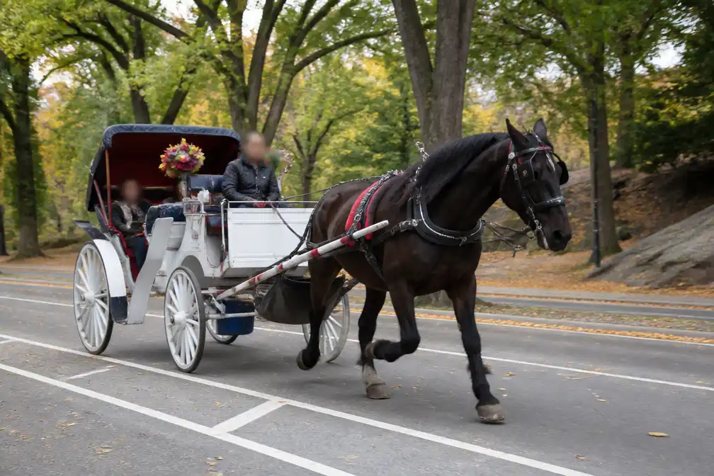 Paardenkoetsongeris in Central Park eist leven 18-jarige Indiase toerist