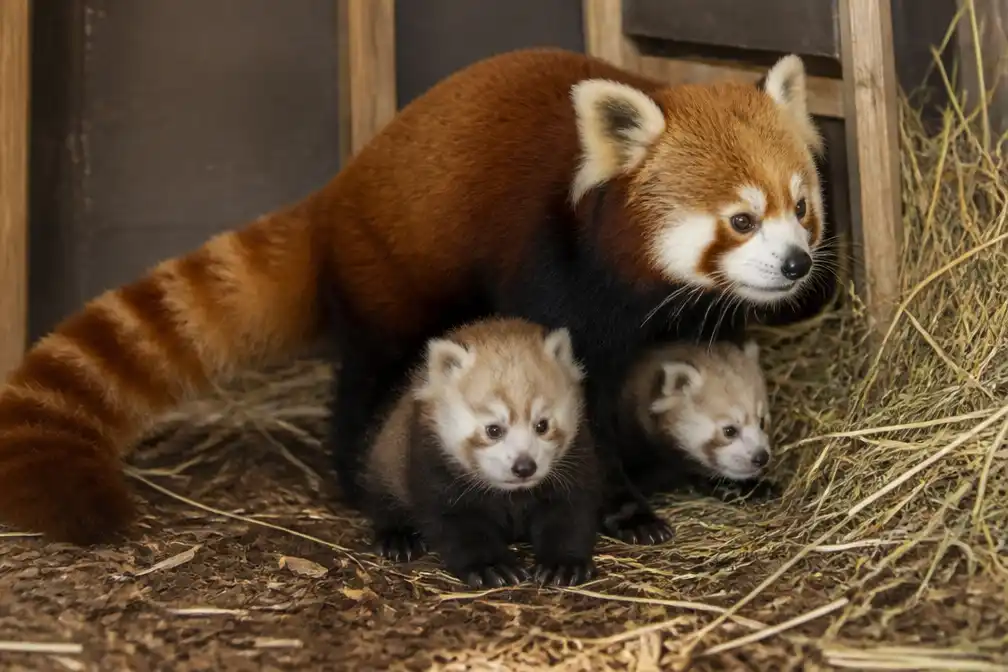 Rode panda Amber wordt stiekem moeder van tweeling in ZOO Planckendael