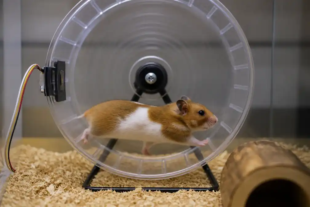 Baasje koppelt hamsterwiel aan Strava: Mollie loopt bijna 70 kilometer per week