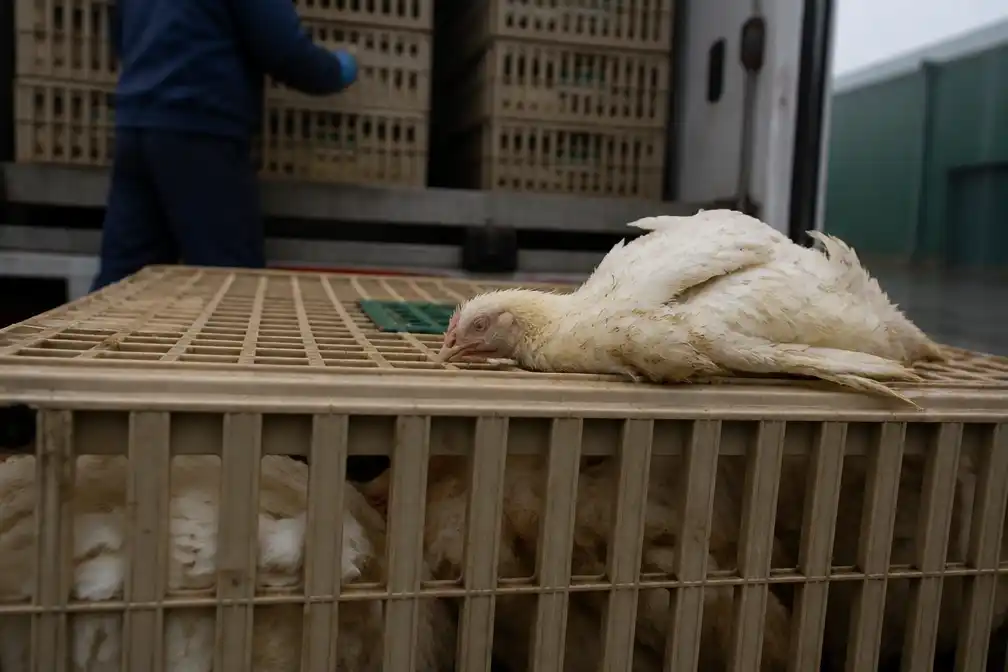 Animal Rights: weinig verandering in sterfte kippen tijdens transport naar slachthuizen