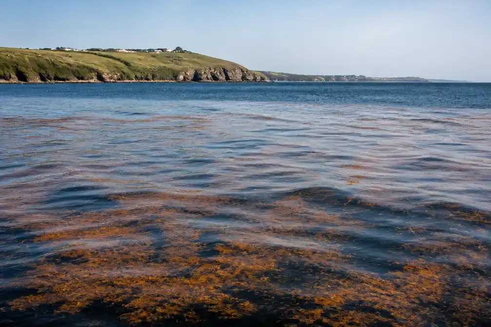 Klimaatverandering maakte hittegolven in Europese zeeën 'vrijwel onmogelijk'