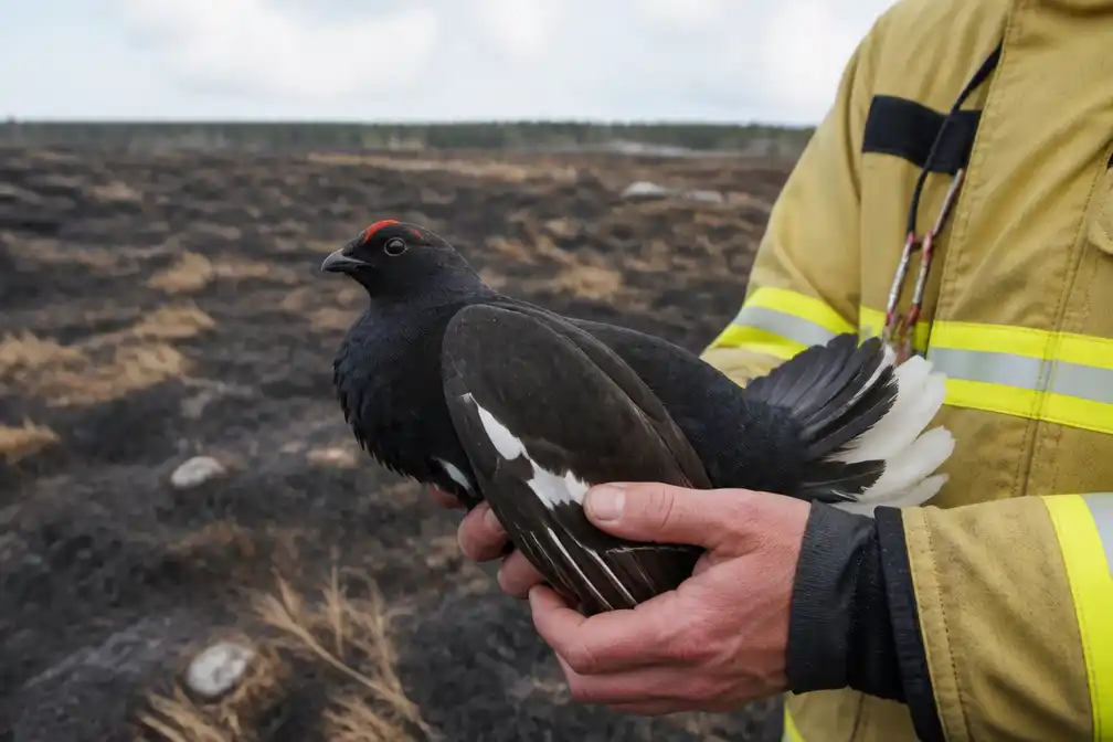 Brandweer redt zeldzaam korhoen uit natuurbrand in Hoge Venen