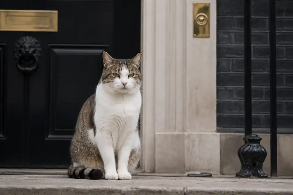 Downing Street-kat Larry the Cat leeft, bericht over dood 'sterk overdreven'