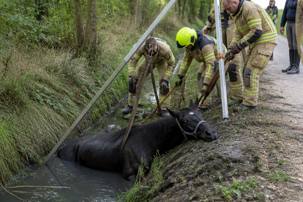 Brandweer redt weggegleden paard uit gracht in Lauwe