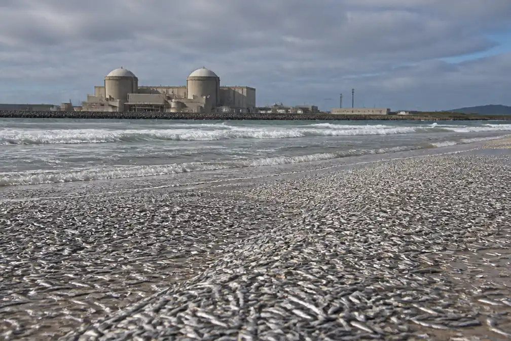 Dode sardines halveren productie kerncentrale Koeberg
