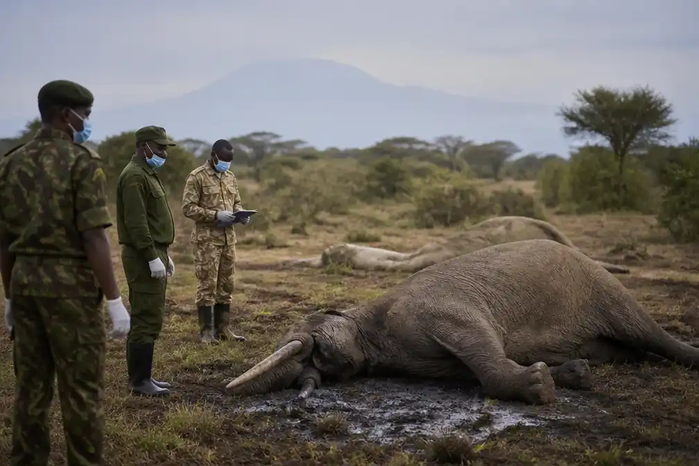 Kenia arresteert vier verdachten na vergiftiging achttien olifanten in Amboseli