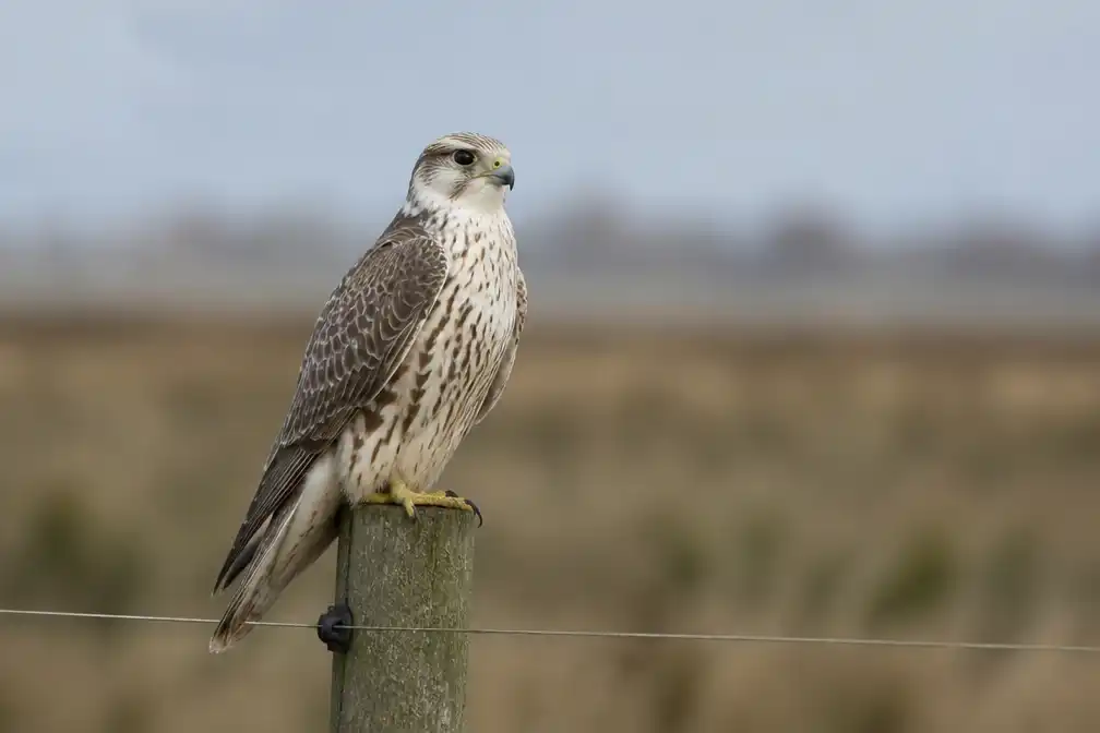 Zeldzame sakervalk lokt honderden vogelaars naar polders bij Blankenberge