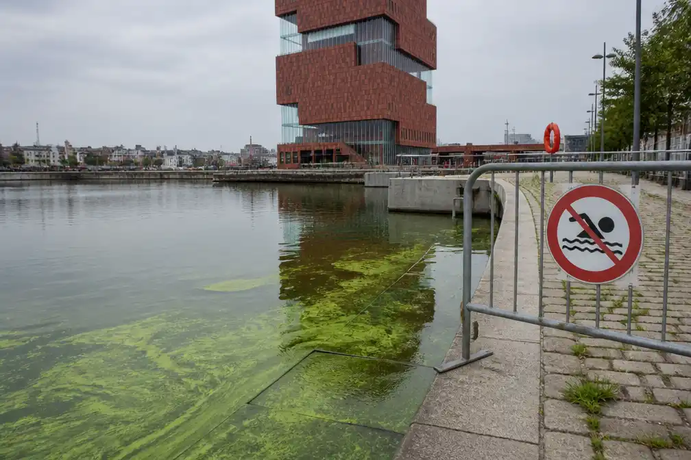 Blauwalg steekt opnieuw kop op: zwemmen aan MAS Antwerpen geannuleerd