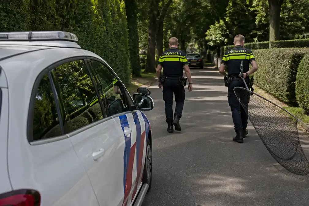 Twee van drie ontsnapte mara's uit Avifauna gevangen, derde nog vermist