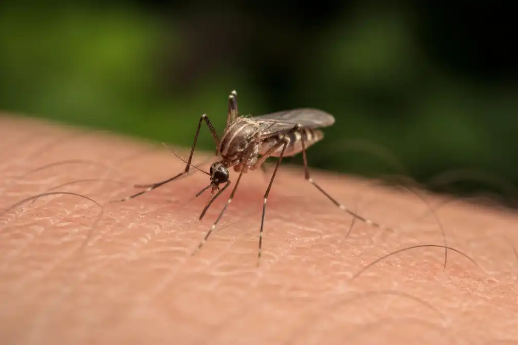 Westnijlvirus vastgesteld bij 39-jarige vrouw uit Amstelveen