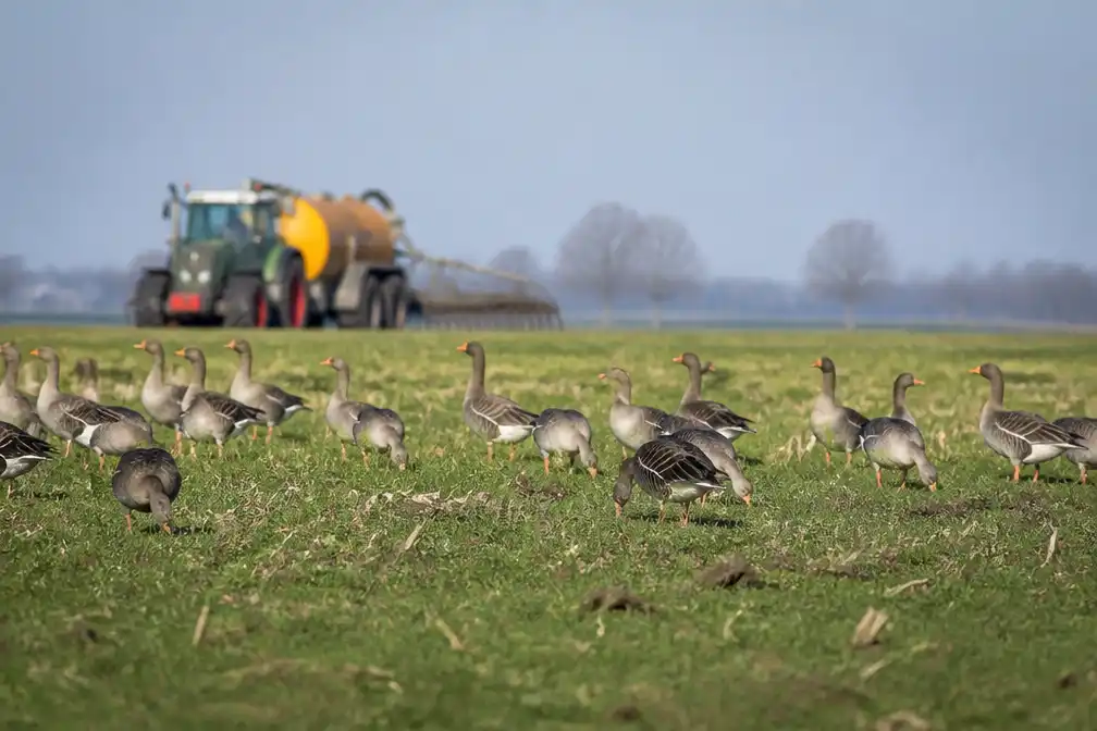 Ganzenschade in Noord-Holland stabiliseert na intensievere aanpak