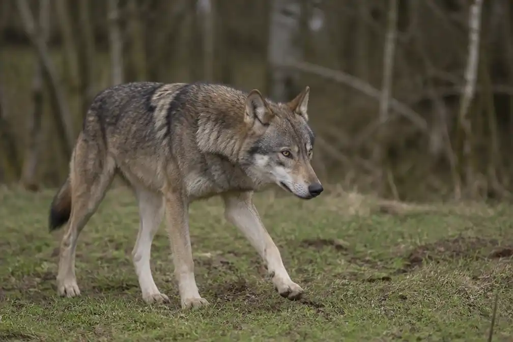 Nieuwe wolf in Noorderkempen heet ‘Ben’, naar minister Ben Weyts
