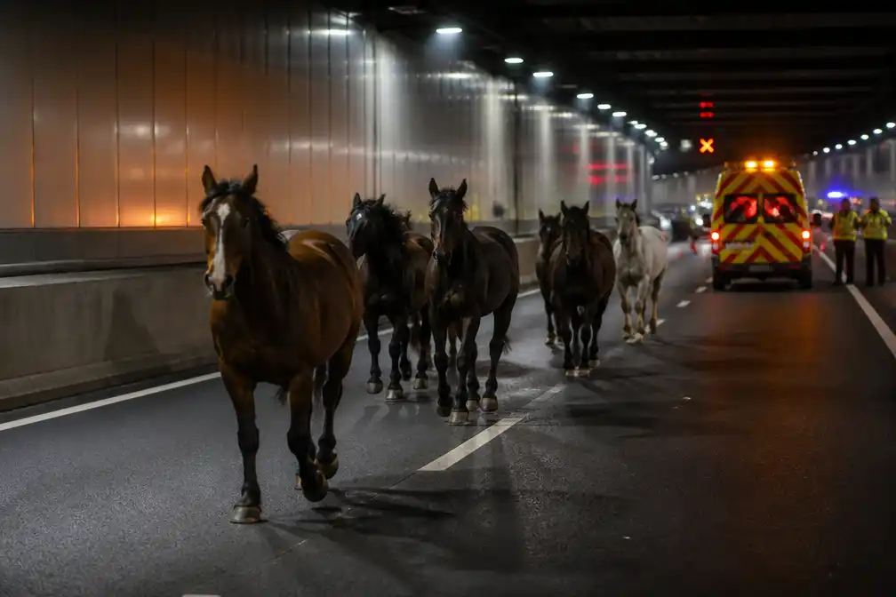 Wijkertunnel richting Alkmaar tijdelijk dicht na paarden op de weg