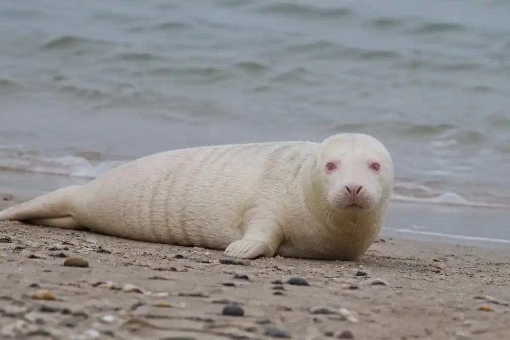 Zeldzame zeehond met albinisme gevonden op strand Neeltje Jans