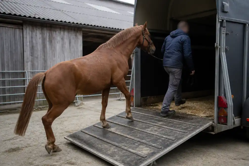 Drie verdachten opgepakt in België om sportpaarden als slachtpaarden
