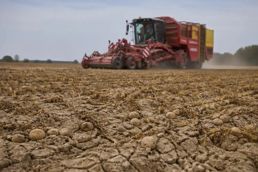 Studie: aardappeloogst Noordwest-Europa mogelijk een van de kleinste ooit