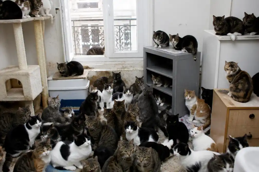 Meer dan 75 katten aangetroffen in Parijs appartement van 50 vierkante meter, ook dode kittens