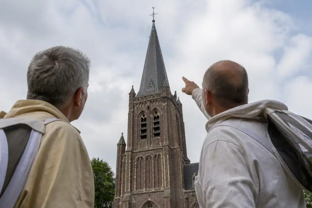 Nest Aziatische hoornaars ontdekt op 55 meter hoogte aan Lummense kerktoren