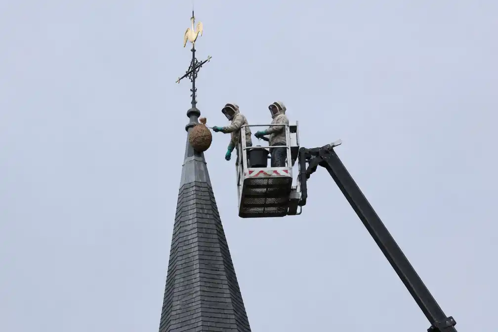 Hoornaarsnest verdelgd op 55 meter hoge kerktoren in Lummen