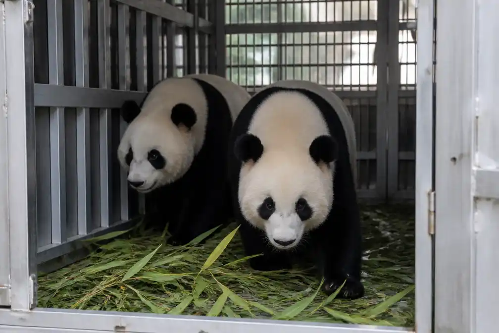Reuzenpanda's Ping Ping en Fu Shuang arriveren in Atlanta na ontmoeting Xi en Trump